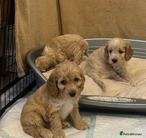 Cockapoo dogs BEAUTIFUL HEALTH CLEAR F1 COCKAPOOS - Advert 16