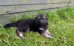 German Shepherd dogs for sale: KC Long Coats Ready To Leave Soon!  - Image 15
