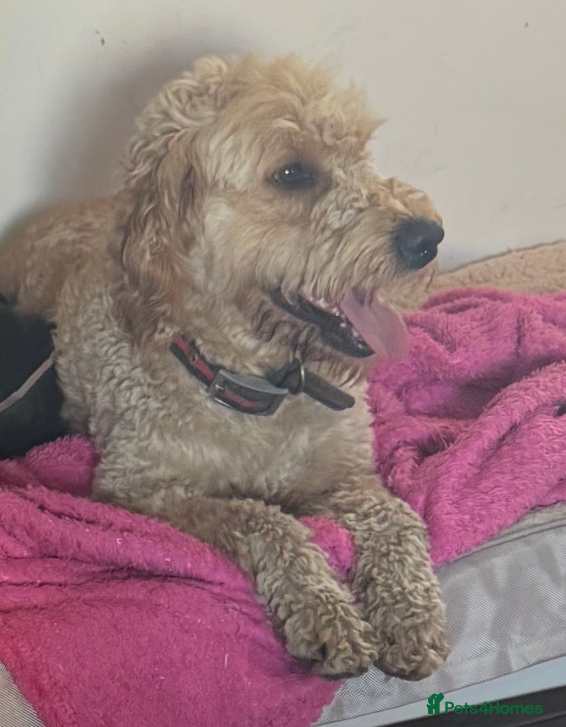 Mini Goldendoodle dogs Bobby – Beautiful Goldendoodle Healthy Boy - Advert 2