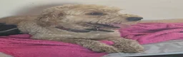 Mini Goldendoodle dogs for sale: Bobby – Beautiful Goldendoodle Healthy Boy - Advert 2