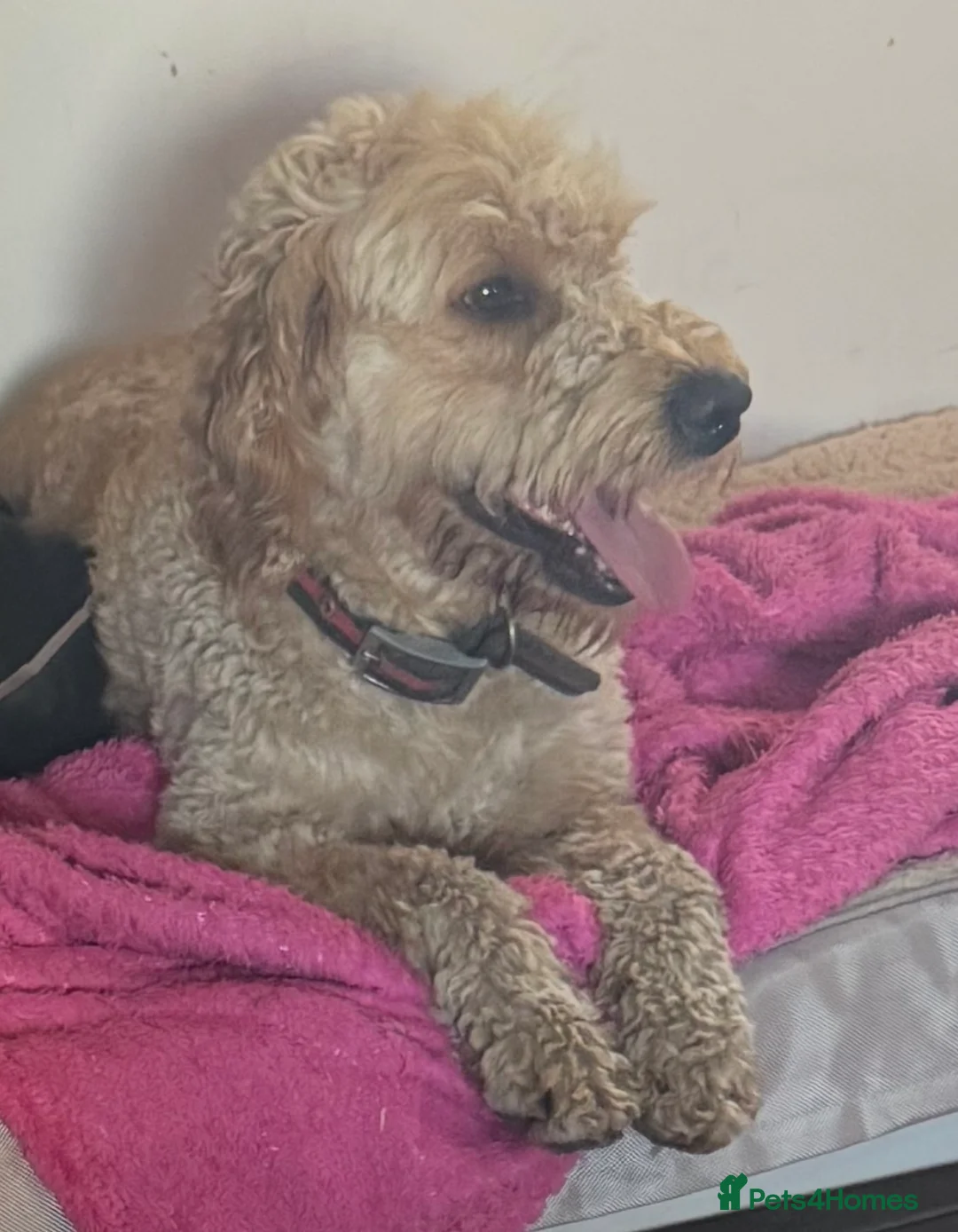 Mini Goldendoodle dogs for sale: Bobby – Beautiful Goldendoodle Healthy Boy - Advert 2