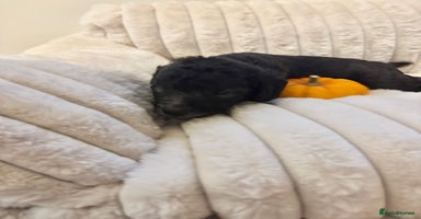 Mixed Breed dogs - Advert 9