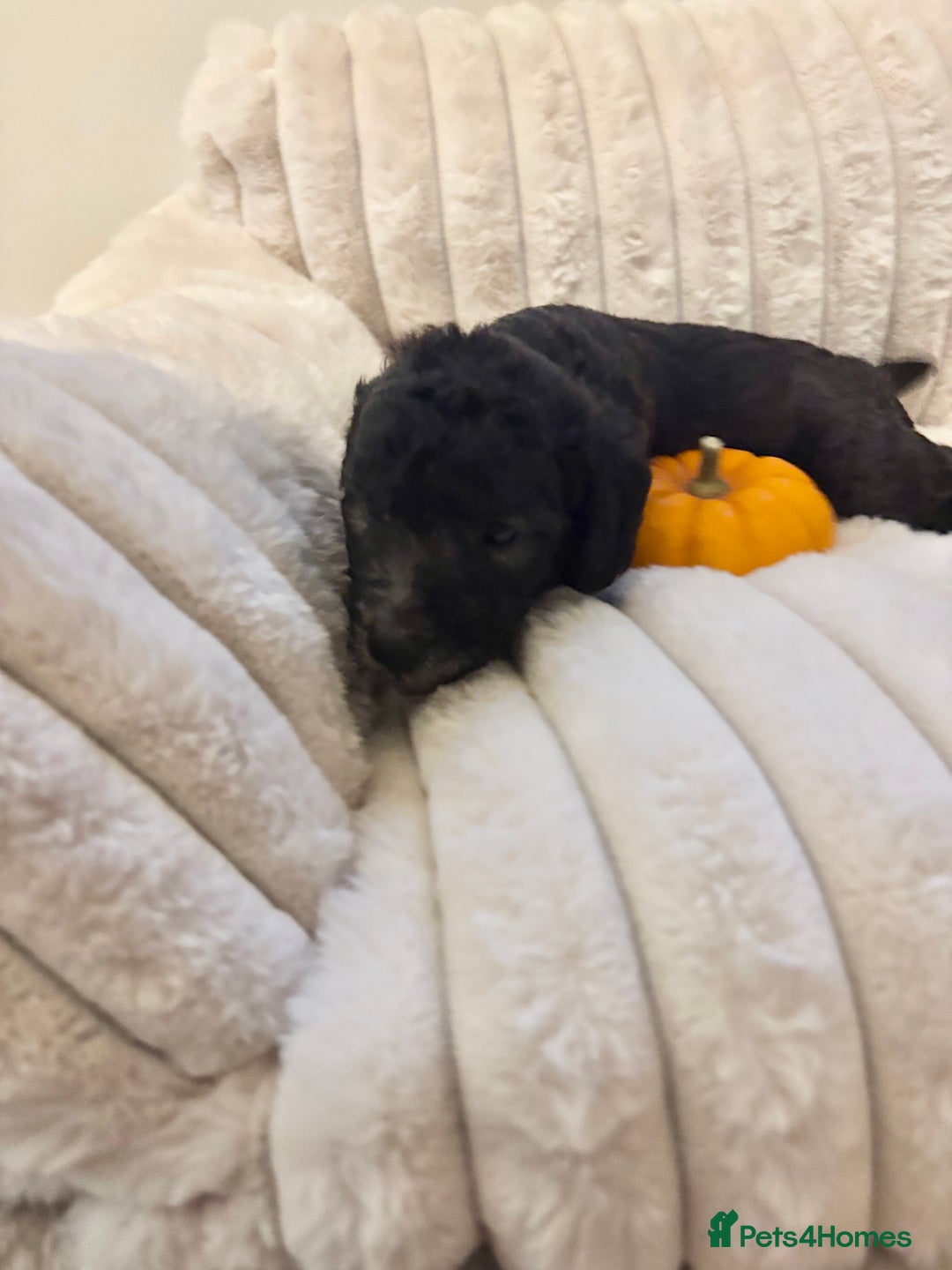 Mixed Breed dogs for sale: Bedlington Whippet - Image 2