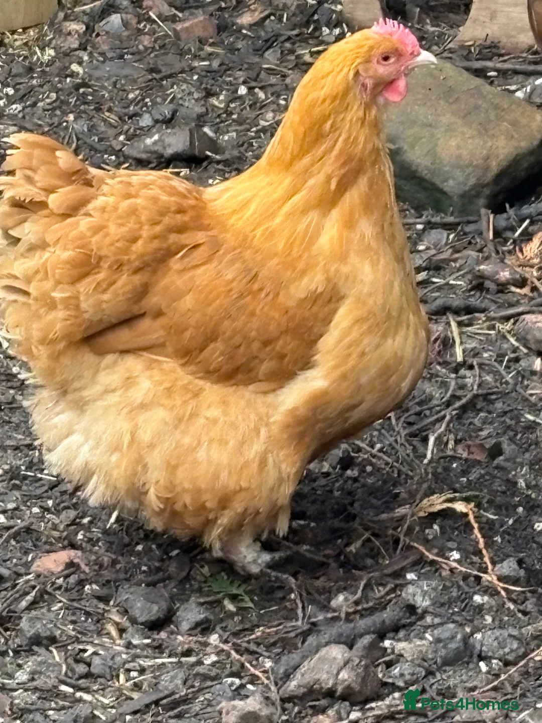 Chickens poultry for sale: Buff orpington chicks day old to 2 weeks old - Advert 2