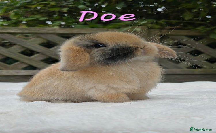 Mini Lop rabbits - Advert 14