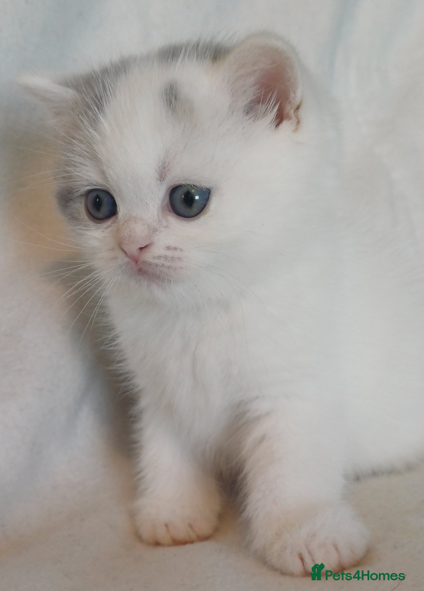 British Shorthair cats for sale: Gorgeous Brittish Shorthair 🐱 - Advert 11