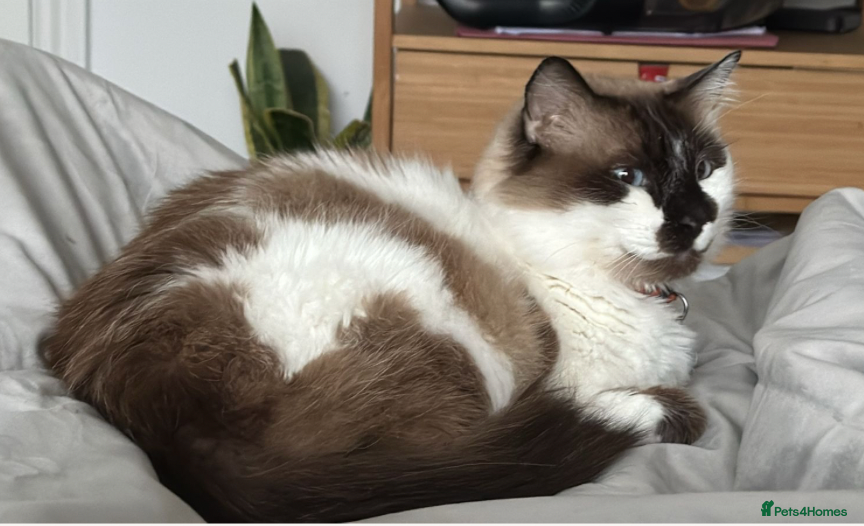 Ragdoll cats Stunning Lucia: looking for a home as an only cat - Advert 8
