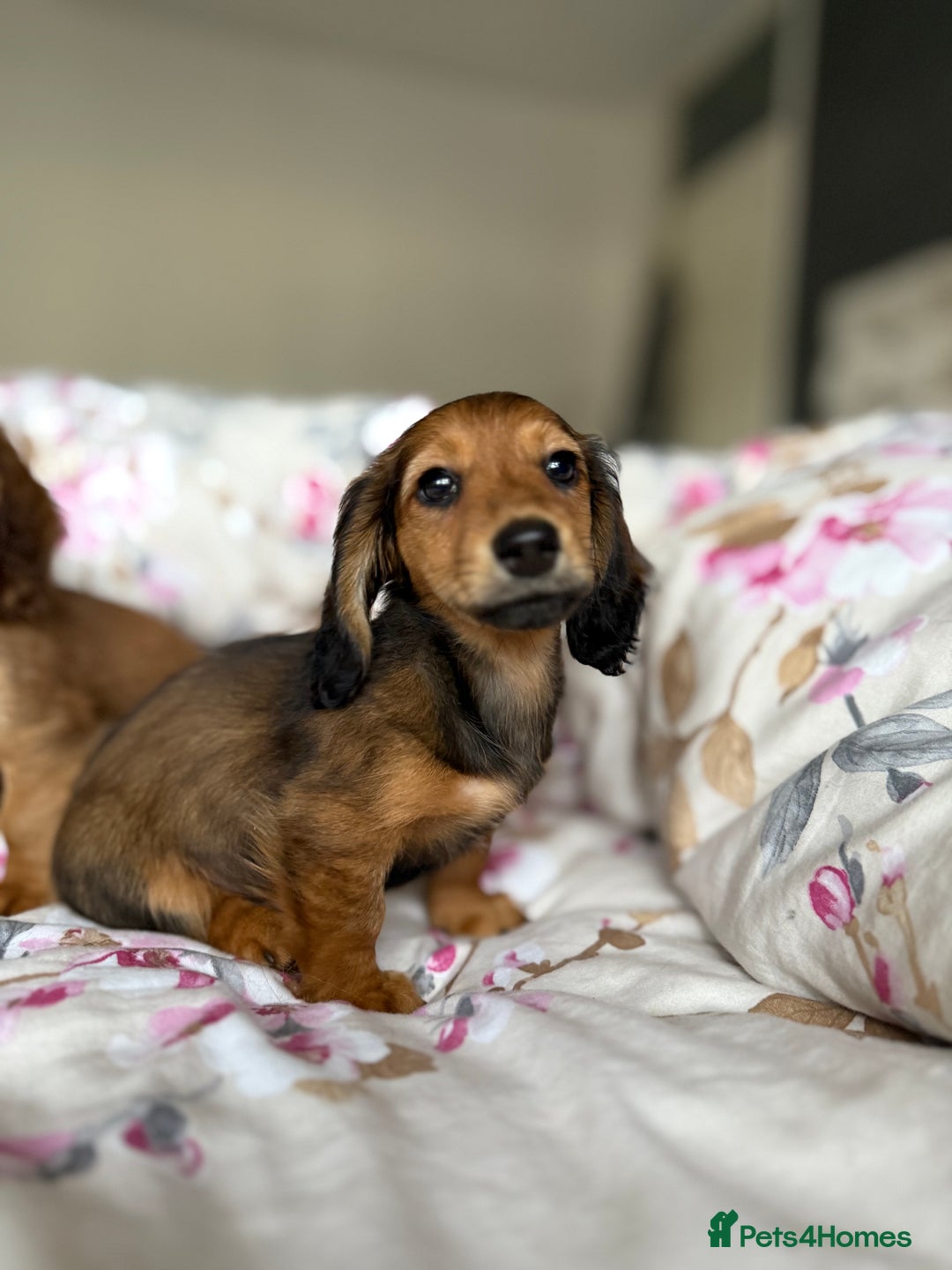 Dachshund dogs for sale: Kc . Reg. miniature longhair dachshund puppies  - Image 13