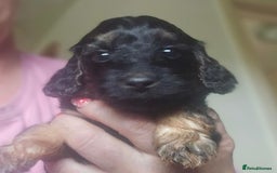 Cockapoo dogs for sale: The best cockapoos - Image 16