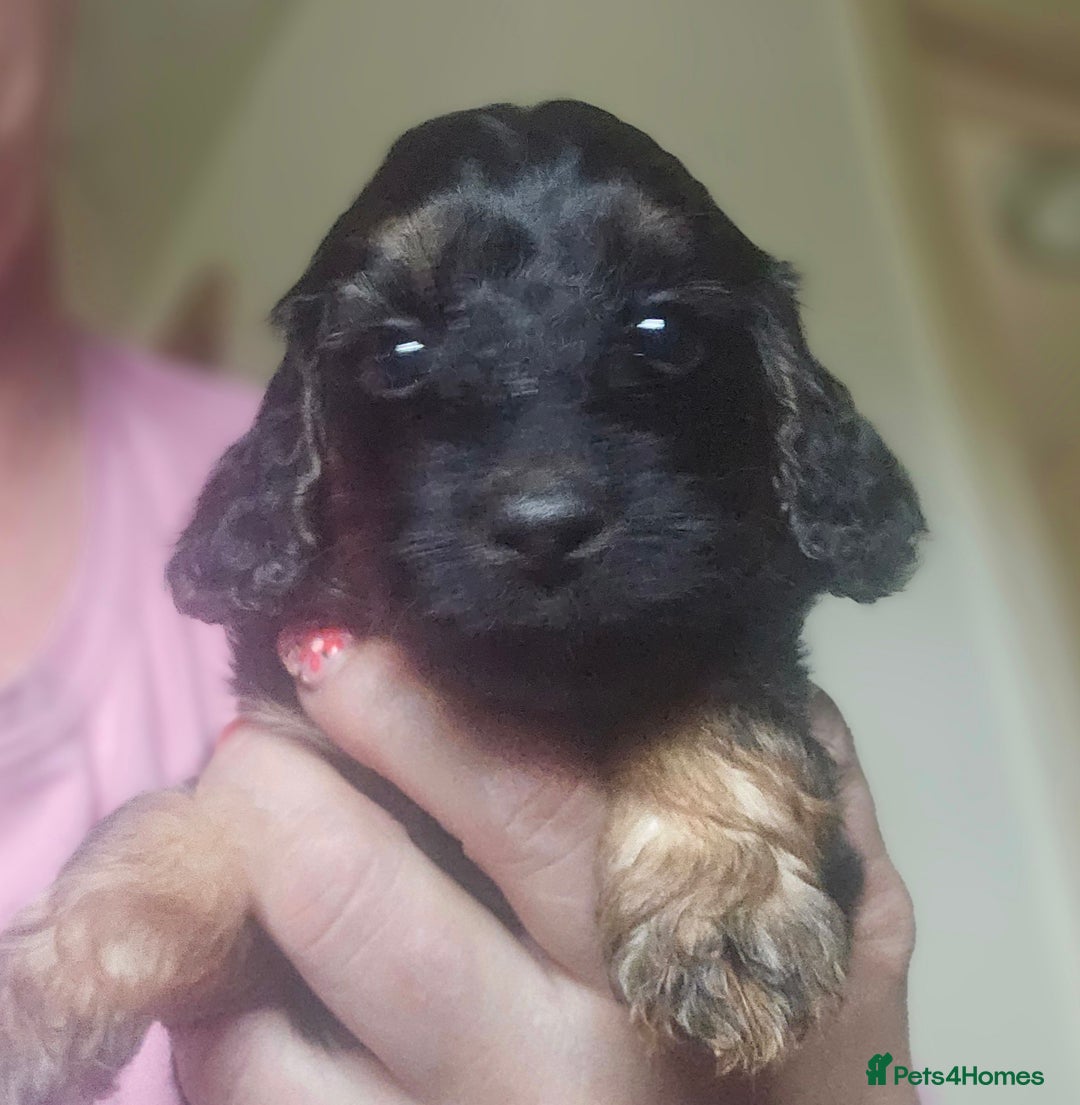 Cockapoo dogs for sale: The best cockapoos - Image 16
