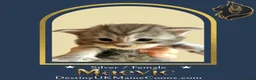 Maine Coon cats for sale: Full Pedigree Silver Maine Coon Kittens - Advert 9