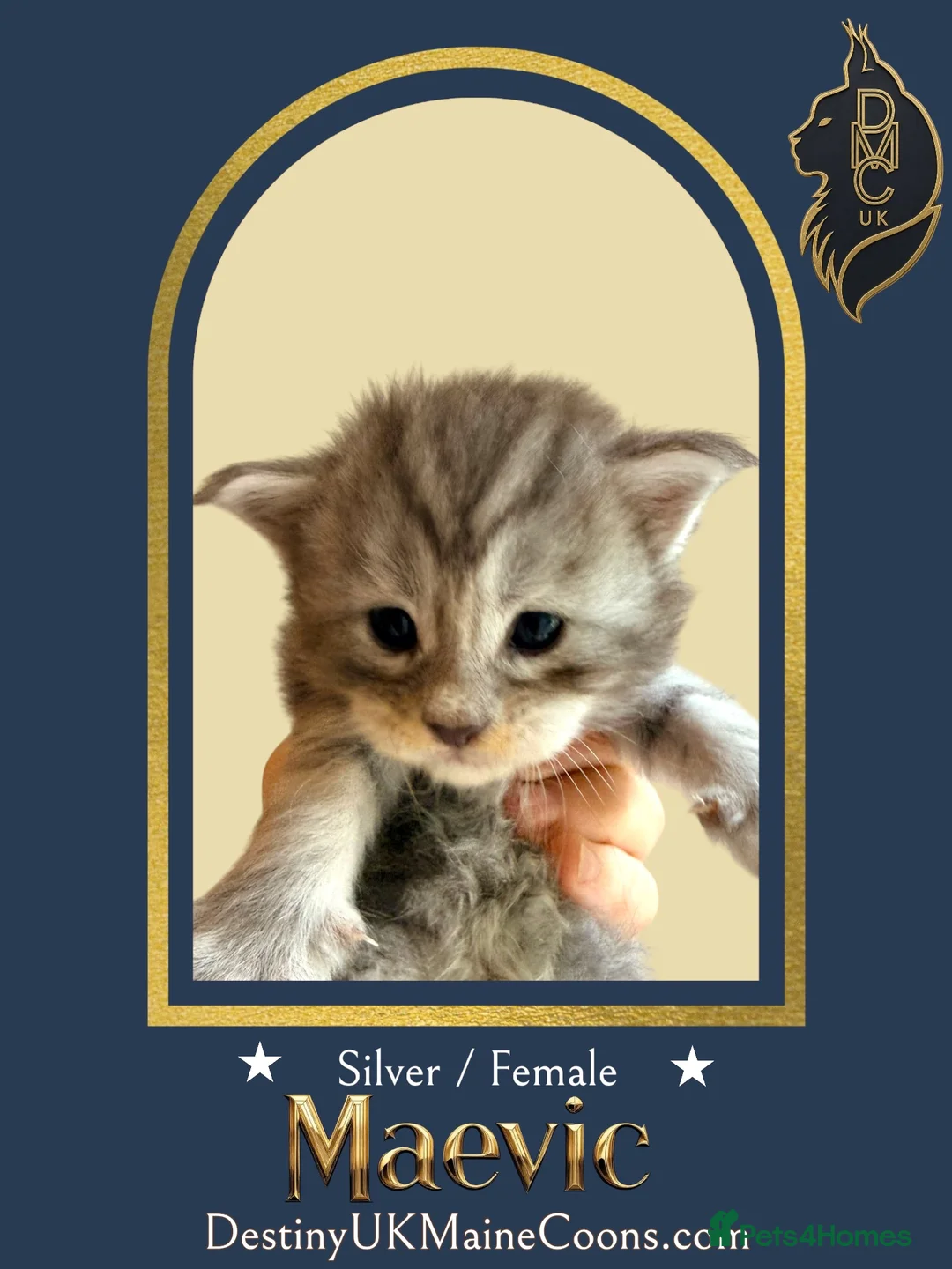 Maine Coon cats for sale: Full Pedigree Silver Maine Coon Kittens - Advert 9