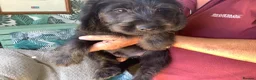 Labradoodle dogs for sale: Toy Labradoodles - Advert 2
