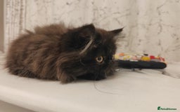 Persian cats for sale: Exotic Persian Kittens / last one baby boy in Romford - Image 11