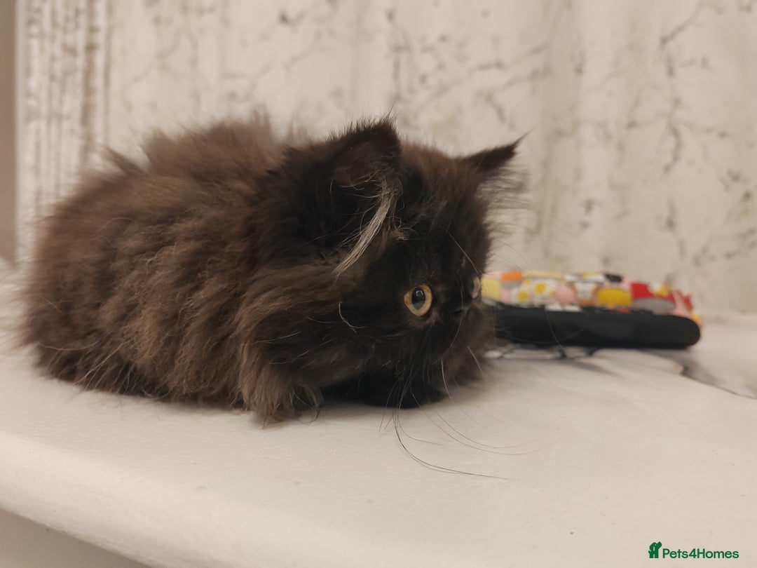 Persian cats for sale: Exotic Persian Kittens / last one baby boy in Romford - Image 11