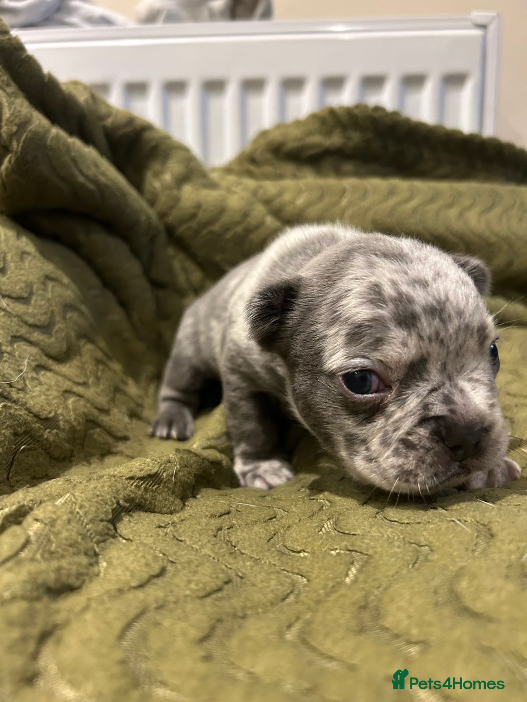 French Bulldog dogs for sale: 4 French bulldogs 2 fluffy - Image 6