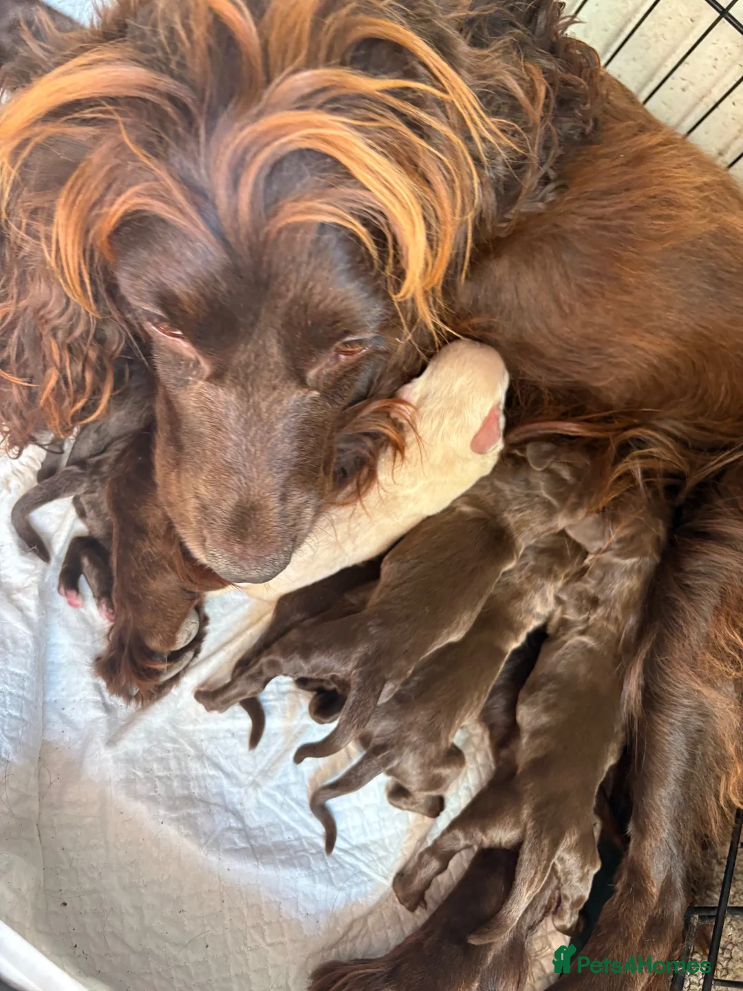 Cocker Spaniel dogs for sale: Stunning cocker puppies  - Advert 2