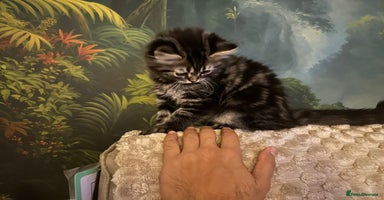 Persian cats - Advert 7