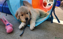Golden Retriever dogs for sale: Lovable Kc Golden Retriever Puppies Available Now - Image 13