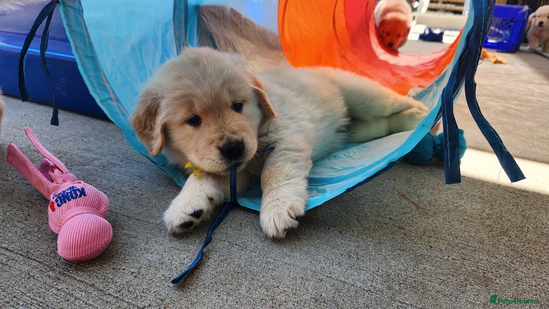 Golden Retriever dogs for sale: Lovable Kc Golden Retriever Puppies Available Now - Image 13
