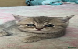 British Shorthair cats for sale: Scottish Straight/British Shorthair - Image 9