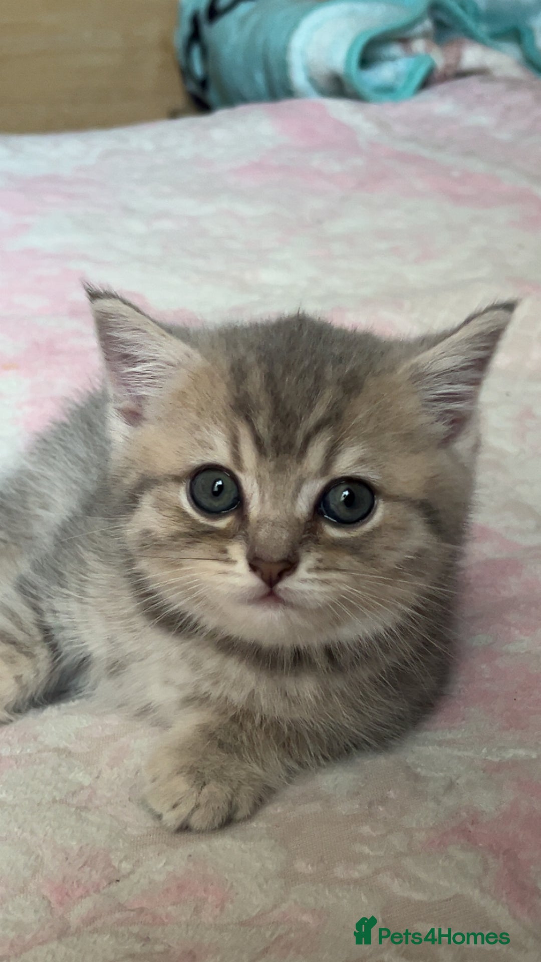 British Shorthair cats for sale: Scottish Straight/British Shorthair - Image 9