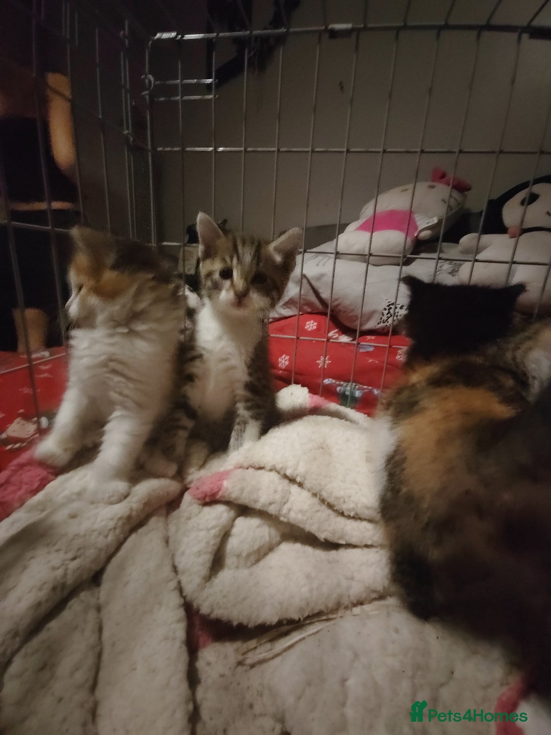 Mixed Breed cats for sale: Beautiful fluffy kittens  - Advert 2