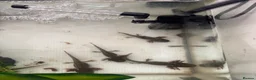 Axolotl reptiles for sale: 6 month old Axolotl  in Hassocks - Advert 3
