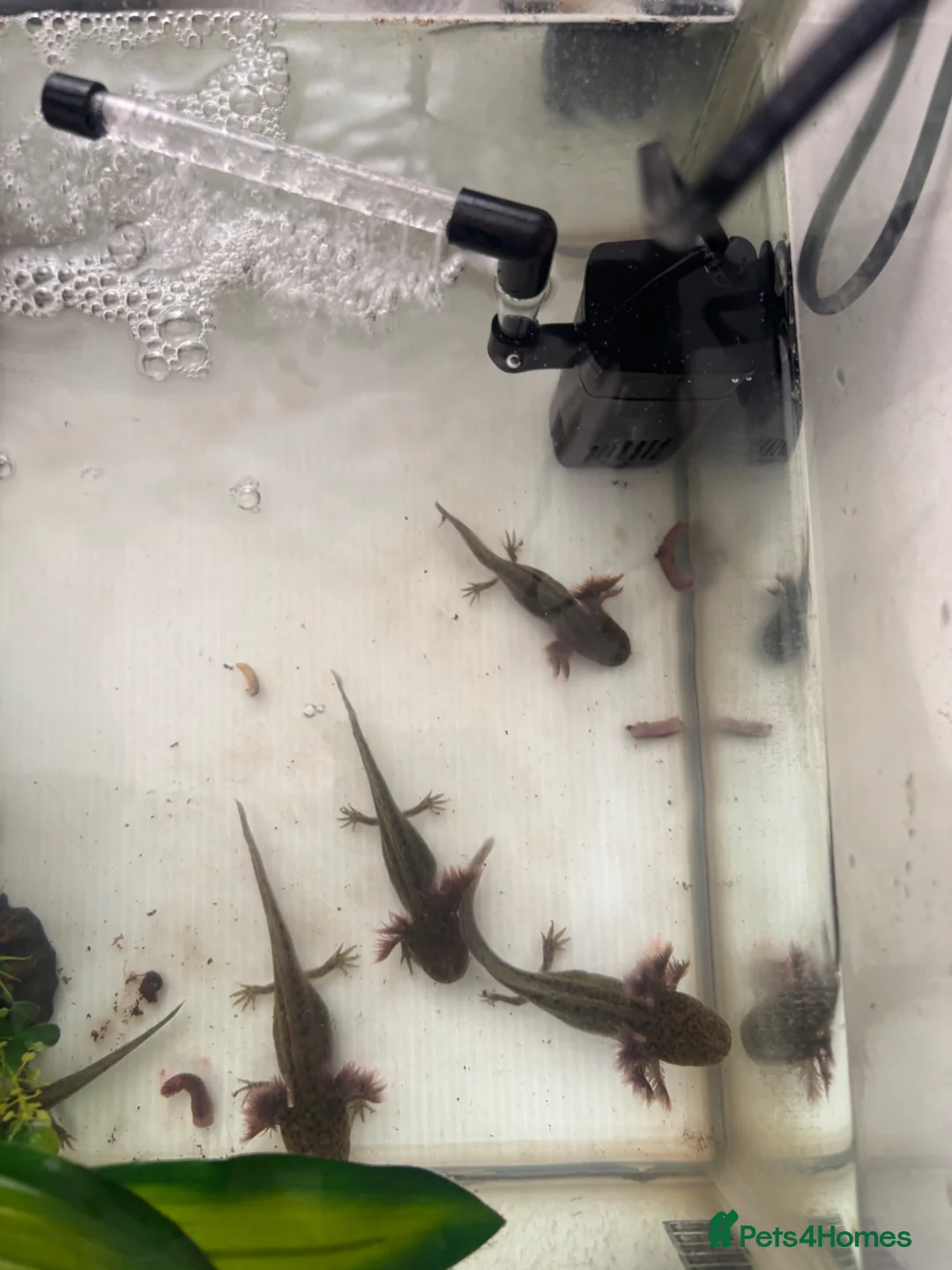 Axolotl reptiles for sale: 6 month old Axolotl  in Hassocks - Advert 3