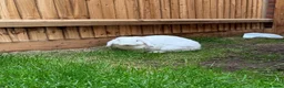 Mini Lop rabbits for sale: 17 month Female Mini lop looking for new home in Aylesbury - Advert 3