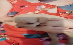 Mixed Breed dogs for sale: Froodle pups for sale  - Image 7