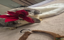 French Lop rabbits for sale: Long-Haired Pedigree French Lop GIANTS Elite Giant - Advert 2