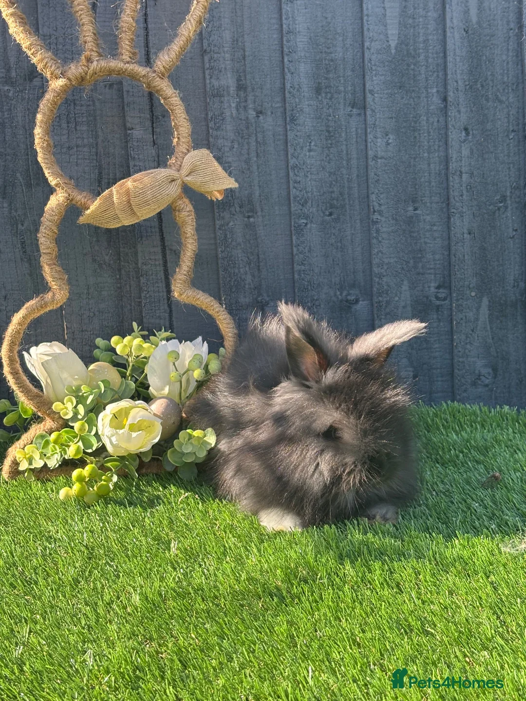 Angora rabbits for sale: Angora  - Advert 14
