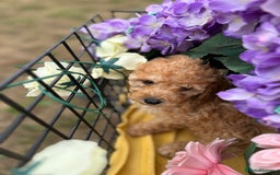 Cockapoo dogs for sale: YANKYDOODLES  ( COCKERPOOS) - Image 13