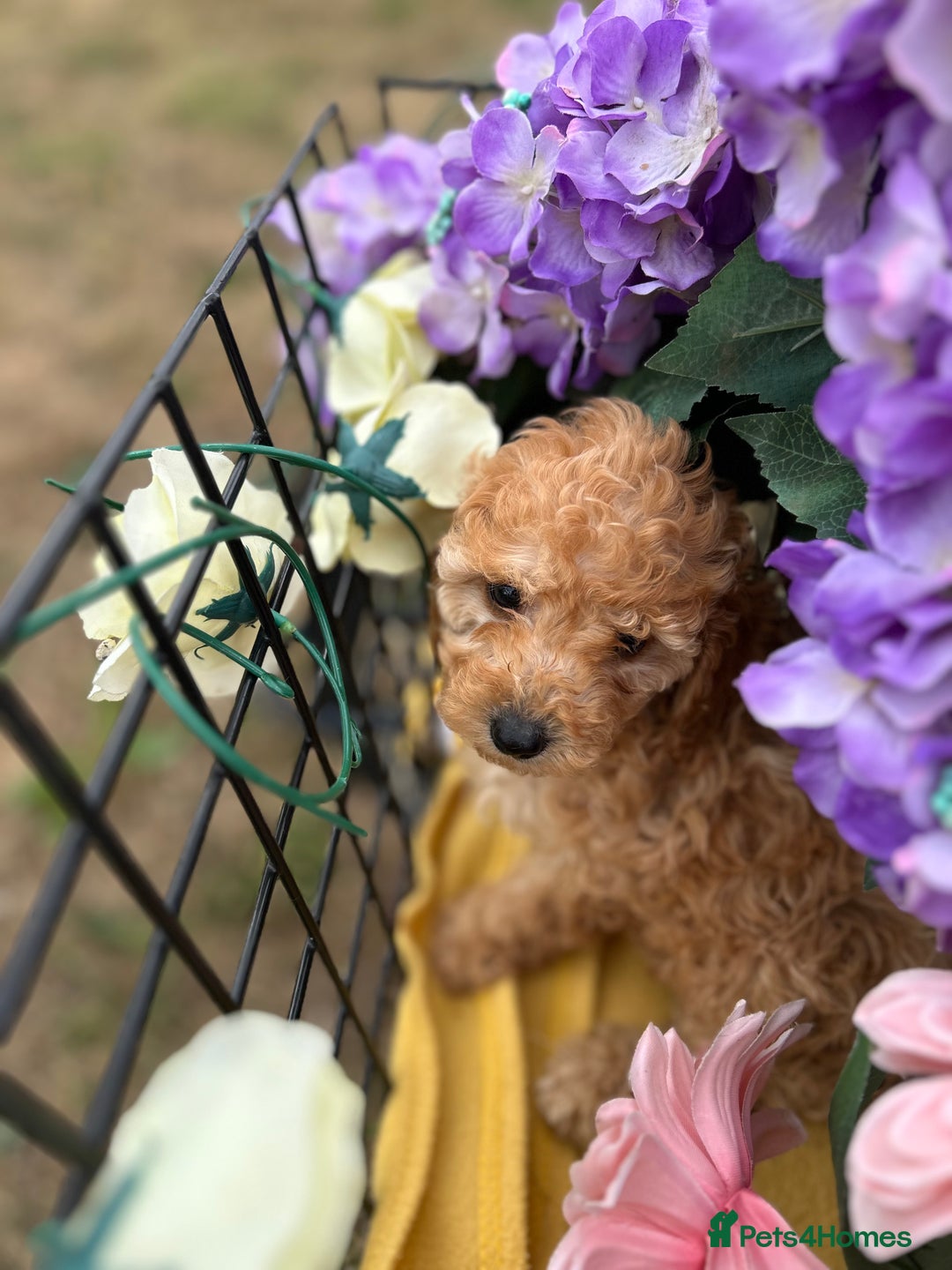 Cockapoo dogs for sale: YANKYDOODLES  ( COCKERPOOS) - Image 13