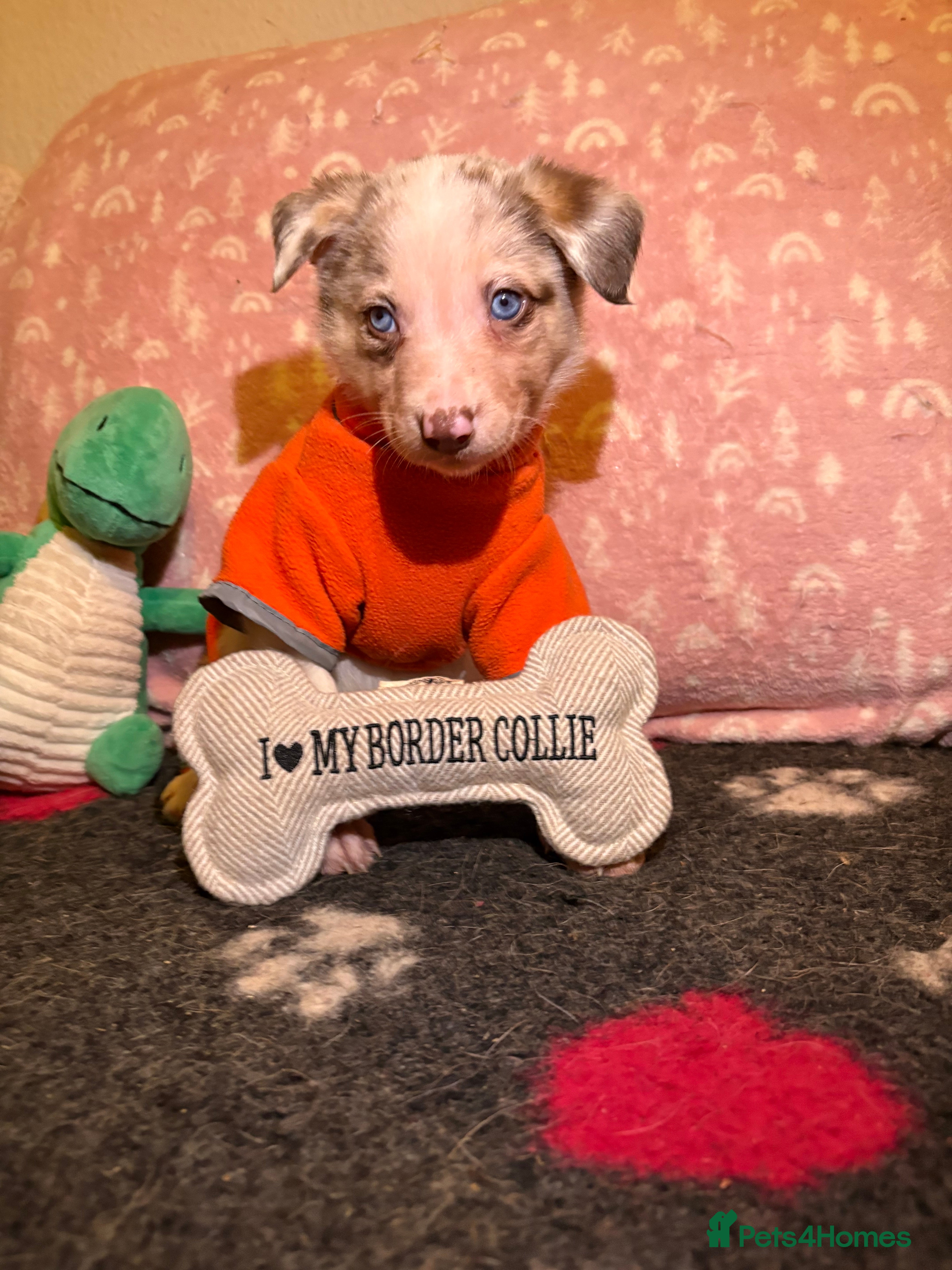 Border Collie dogs Border collie puppies for active homes  - Advert 14