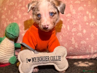 Border Collie dogs Border collie puppies for active homes - Advert 14