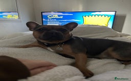 French Bulldog dogs for sale: 3 year old male French bull dog  - Image 1