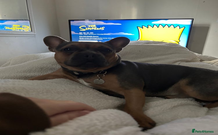 French Bulldog dogs - Advert 2