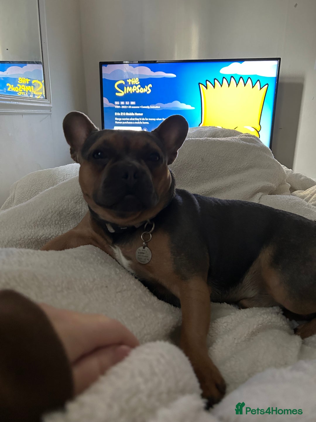 French Bulldog dogs for sale: 3 year old male French bull dog  - Image 1