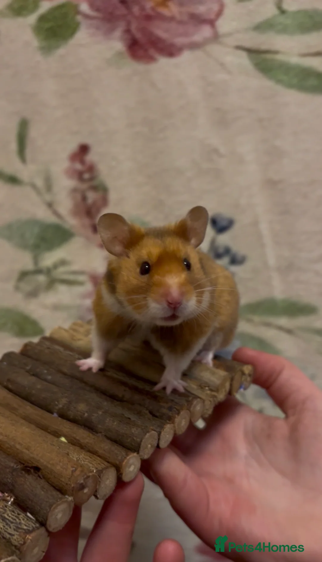 Hamster rodents for sale: Male Syrian Hamster - Advert 3