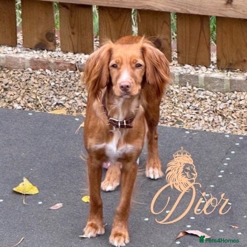 Cocker Spaniel dogs Beautiful cocker spaniels  - Advert 1