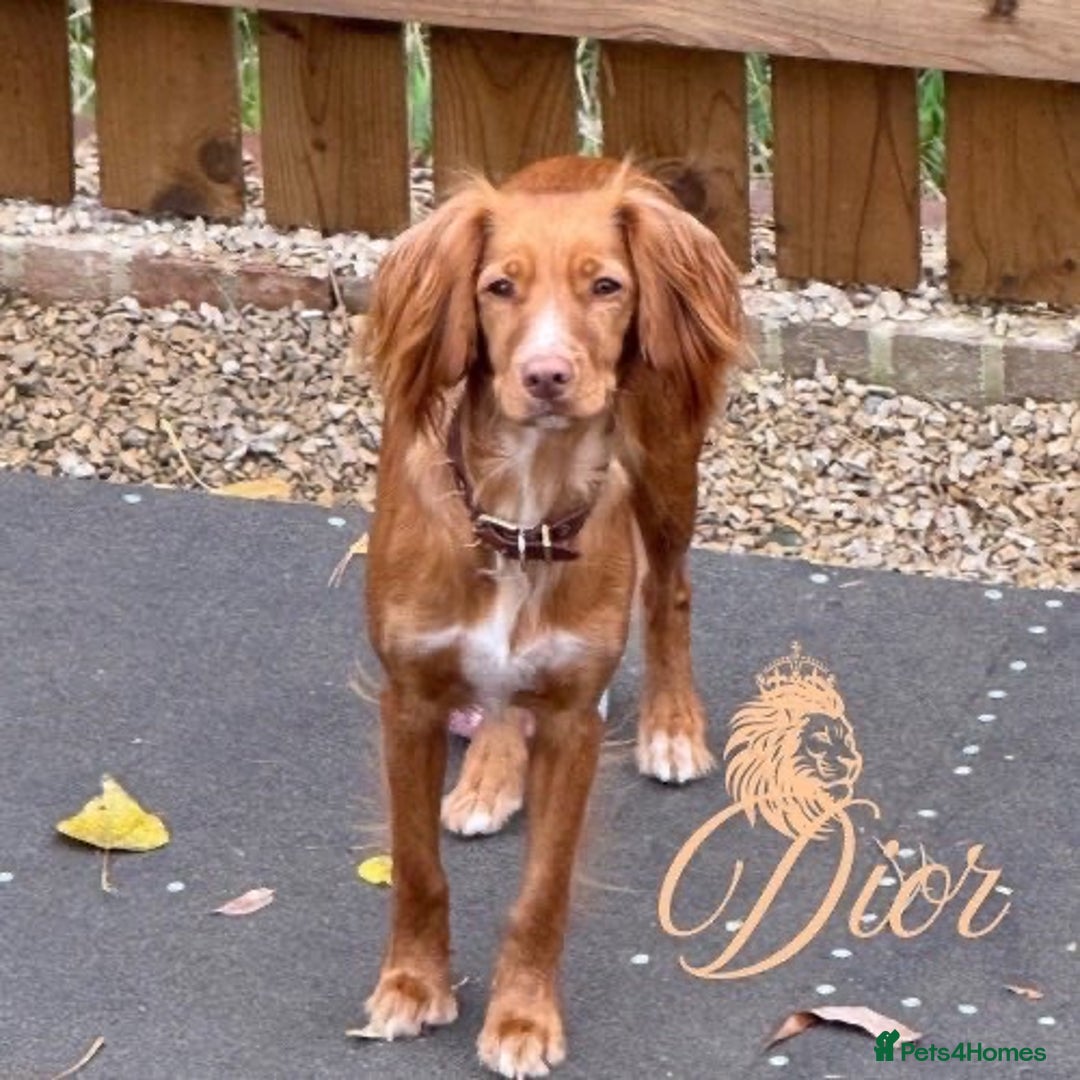 Cocker Spaniel dogs for sale: Beautiful cocker spaniels  - Advert 1