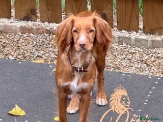 Cocker Spaniel dogs Beautiful cocker spaniels - Advert 1