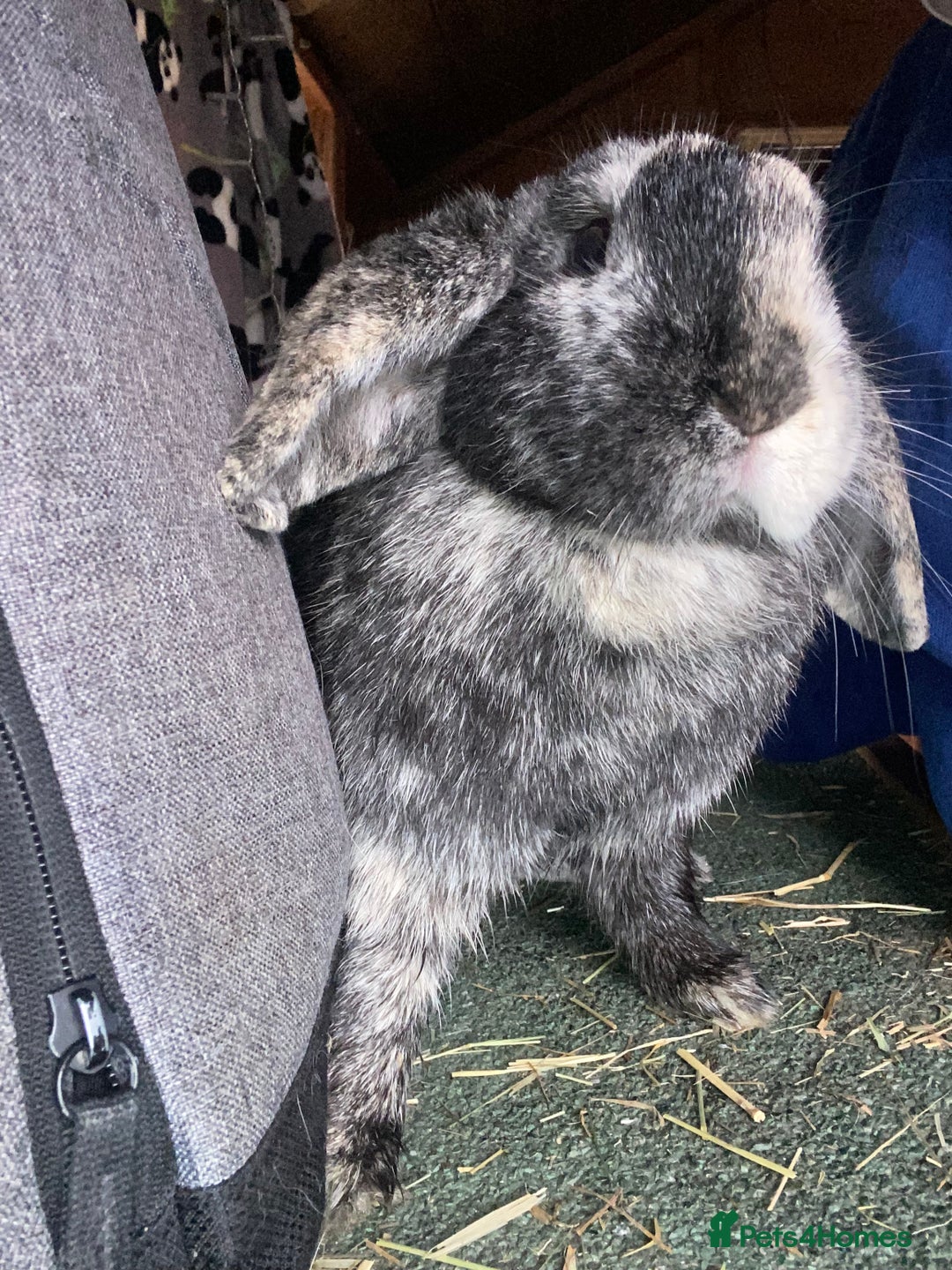 Mixed Breed rabbits for sale: Female mini lop Rex mix for sale - Advert 2