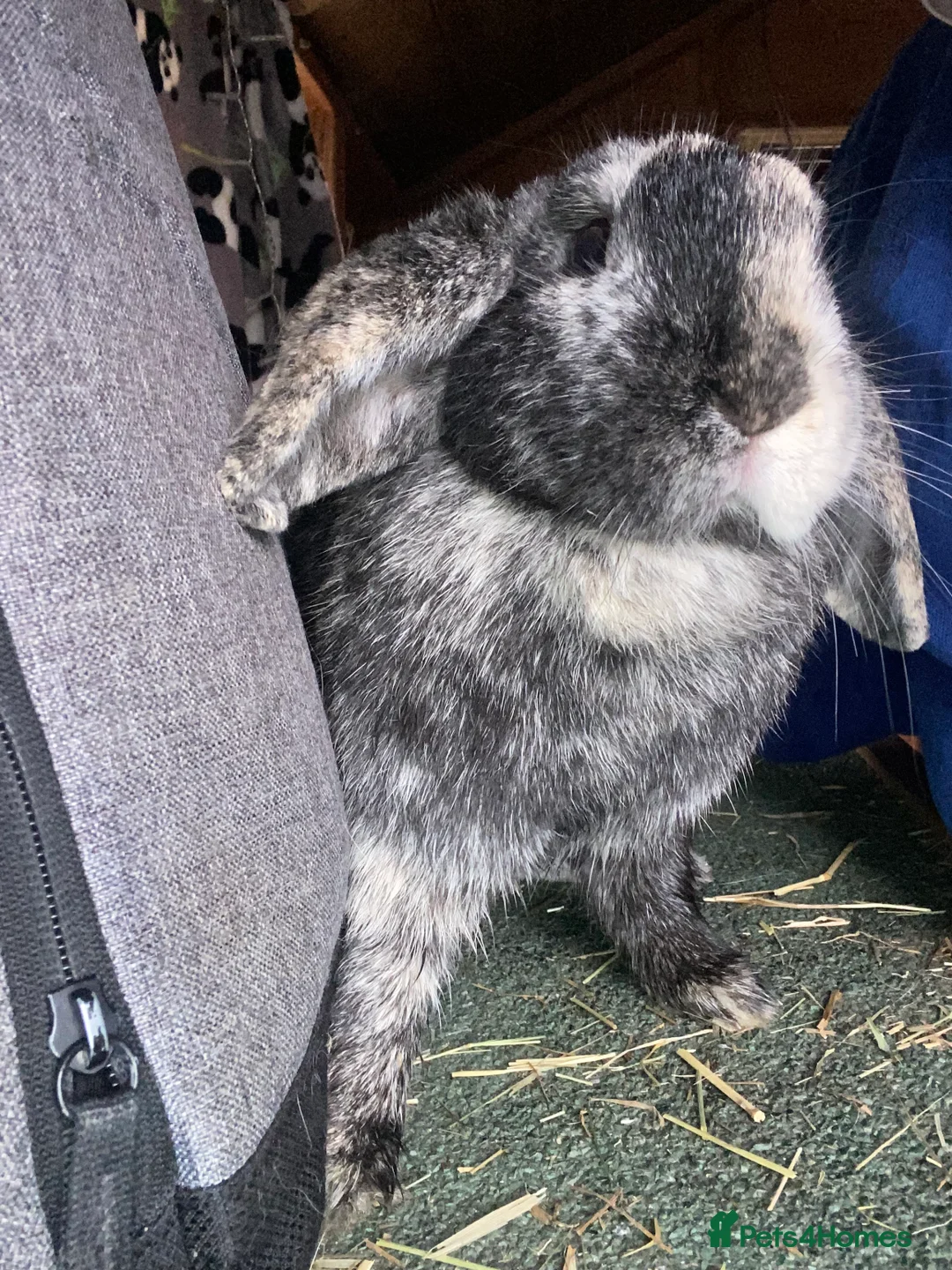 Mixed Breed rabbits for sale: Female mini lop Rex mix for sale - Advert 2