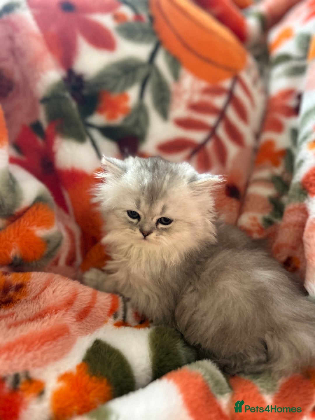 Scottish Fold cats for sale: Now Taking Reservations Scottish Straight  - Image 13