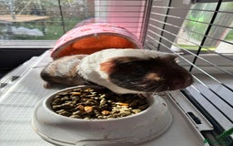 Guinea Pig rodents for sale: Male single Guinea Pig  - Advert 4