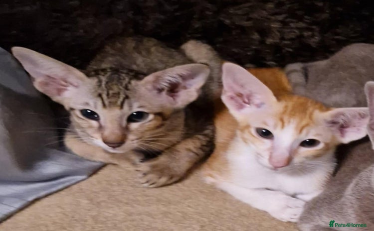 Oriental cats - Advert 4