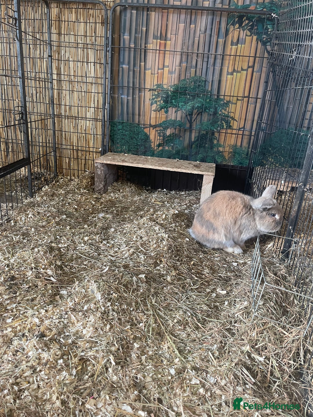 Mini Lop rabbits for sale: Mini lops - Advert 8
